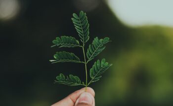 pexels-alan-cabello-1250958